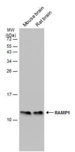 RAMP1 Antibody in Western Blot (WB)