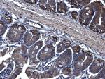 TRAM1 Antibody in Immunohistochemistry (Paraffin) (IHC (P))