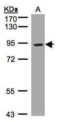 LRP12 Isoform A Precursor Polyclonal Antibody