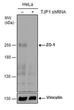 ZO-1 Antibody in Western Blot (WB)