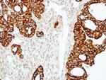 RAP2C Polyclonal Antibody