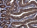 ARF7 Antibody in Immunohistochemistry (Paraffin) (IHC (P))