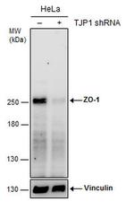ZO-1 Antibody