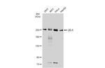 ZO-1 Antibody in Western Blot (WB)