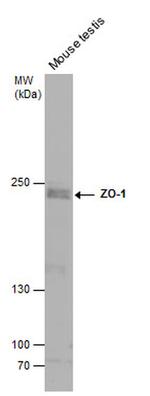 ZO-1 Antibody in Western Blot (WB)