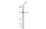 ZO-1 Antibody in Western Blot (WB)