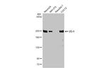 ZO-1 Antibody in Western Blot (WB)