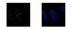 ZO-1 Antibody in Immunocytochemistry (ICC/IF)
