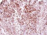ZO-1 Antibody in Immunohistochemistry (Paraffin) (IHC (P))