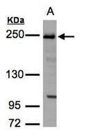 ZO-1 Antibody in Western Blot (WB)