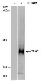 TENC1 Polyclonal Antibody
