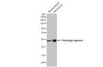 Fibrinogen gamma Antibody in Western Blot (WB)