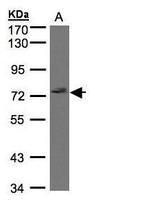 GIMAP8 Polyclonal Antibody