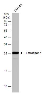 TSPAN1 Antibody in Western Blot (WB)