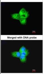 alpha Tubulin Antibody in Immunocytochemistry (ICC/IF)