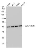 alpha Tubulin Antibody in Western Blot (WB)