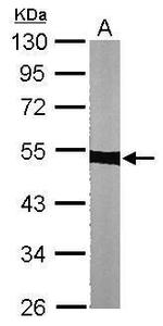 alpha Tubulin Antibody in Western Blot (WB)