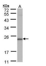 POLR2G Antibody in Western Blot (WB)