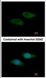 SNTB2 Antibody in Immunocytochemistry (ICC/IF)