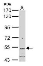SNTB2 Antibody in Western Blot (WB)