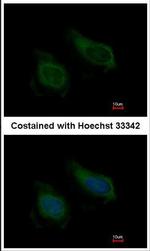 NNT1 Antibody in Immunocytochemistry (ICC/IF)