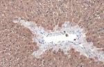 Arginase 1 Antibody in Immunohistochemistry (Paraffin) (IHC (P))