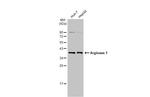 Arginase 1 Antibody in Western Blot (WB)