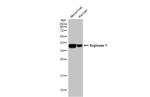 Arginase 1 Antibody in Western Blot (WB)