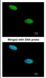 DUSP26 Polyclonal Antibody