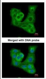 DUSP7 Polyclonal Antibody