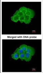 MAP4K5 Polyclonal Antibody