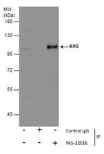 MAP4K5 Antibody in Immunoprecipitation (IP)