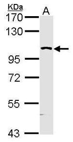 MAP4K5 Antibody in Western Blot (WB)