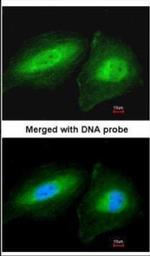 CCDC83 Polyclonal Antibody