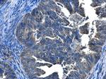 CCDC83 Antibody in Immunohistochemistry (Paraffin) (IHC (P))