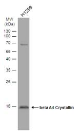 CRYBA4 Antibody in Western Blot (WB)