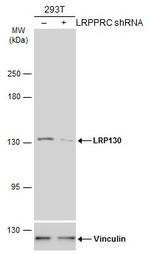 LRP130 Antibody in Western Blot (WB)