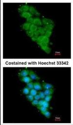 NDUFA12 Antibody in Immunocytochemistry (ICC/IF)