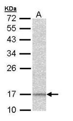 NDUFA12 Antibody in Western Blot (WB)