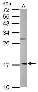 NDUFA12 Antibody in Western Blot (WB)
