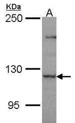 PLEKHG4 Polyclonal Antibody