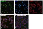 BHLHE40 Antibody in Immunocytochemistry (ICC/IF)