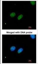 XRCC4 Polyclonal Antibody