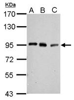 PCAF Polyclonal Antibody