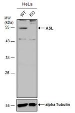 ASL Antibody in Western Blot (WB)
