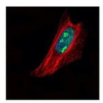 TSPYL1 Polyclonal Antibody