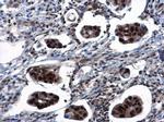 TSPYL1 Antibody in Immunohistochemistry (Paraffin) (IHC (P))