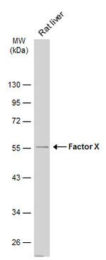 Factor X/Xa Antibody in Western Blot (WB)