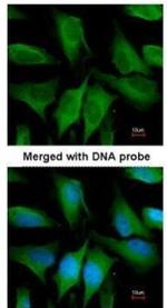 FGD4 Polyclonal Antibody