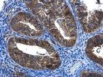 FGD4 Antibody in Immunohistochemistry (Paraffin) (IHC (P))